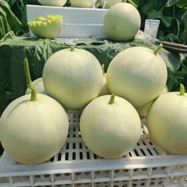 精品玉菇甜瓜，一手货源，全国发货，可对接电商商超等，量大