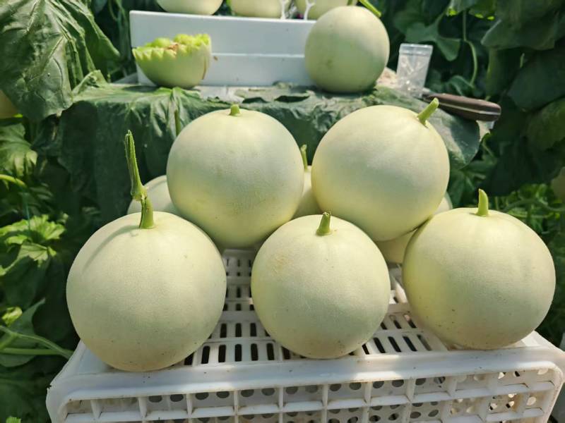 精品玉菇甜瓜，一手货源，全国发货，可对接电商商超等，量大