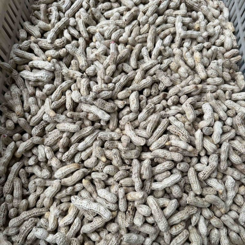 大四轮小四轮红皮花生。红皮花生