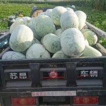 白皮冬瓜***********，货在柏乡，出货快