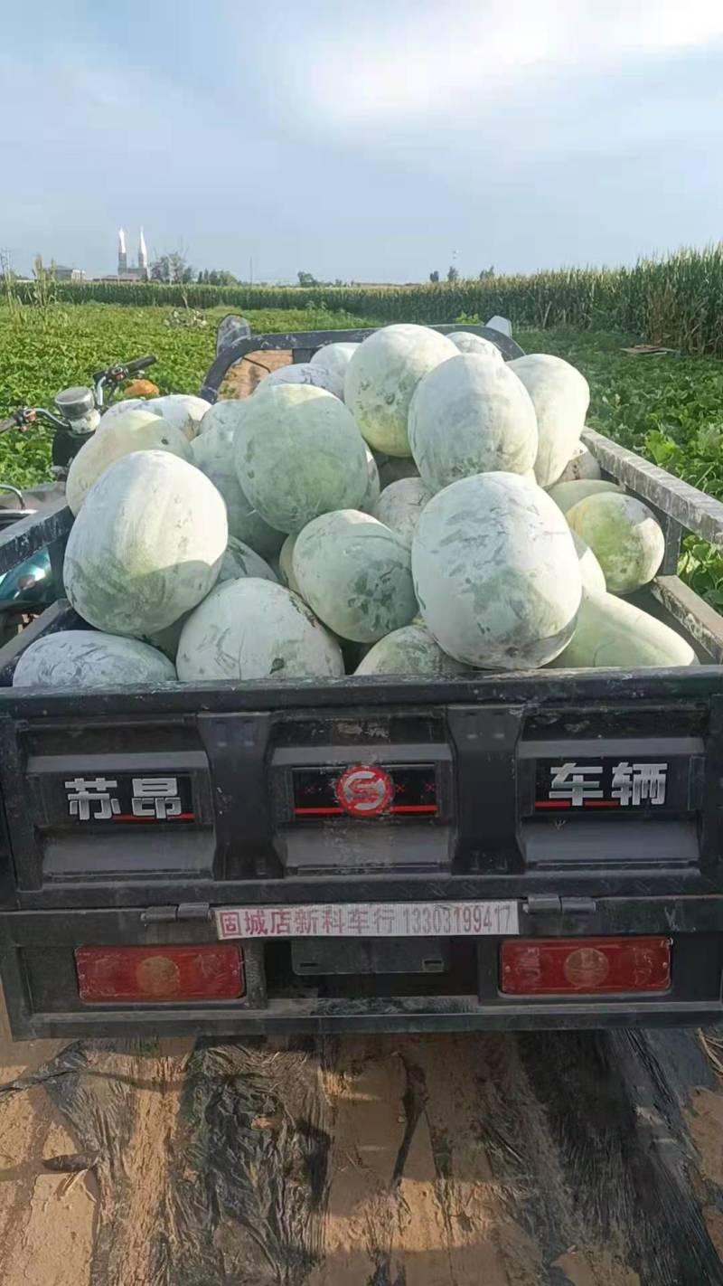 白皮冬瓜***********，货在柏乡，出货快
