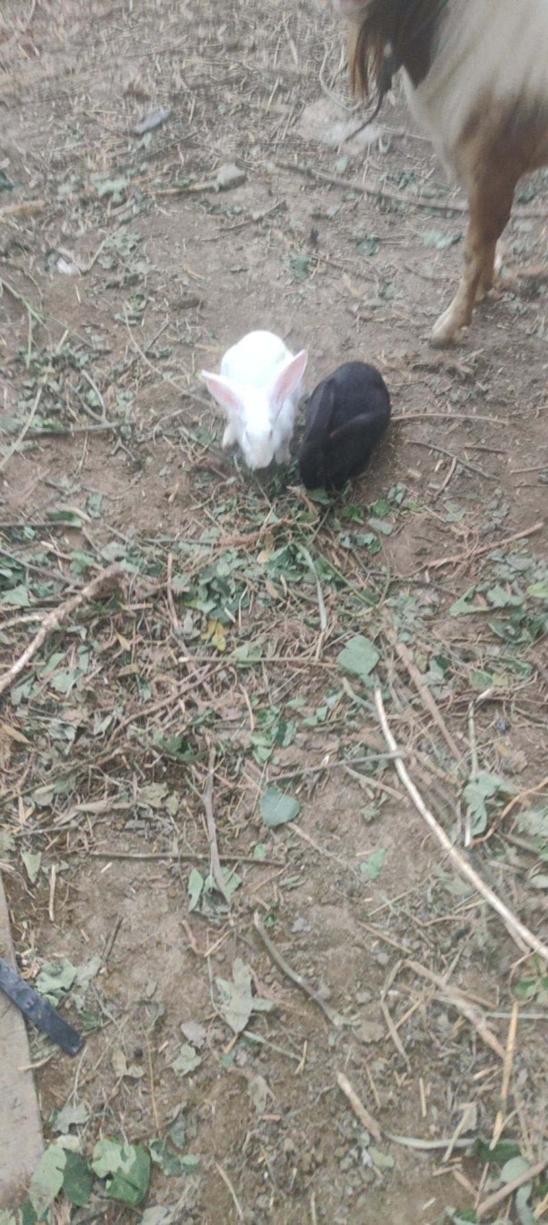 兔子