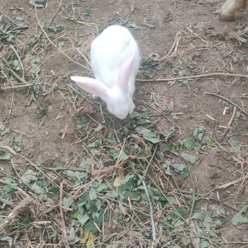 兔子