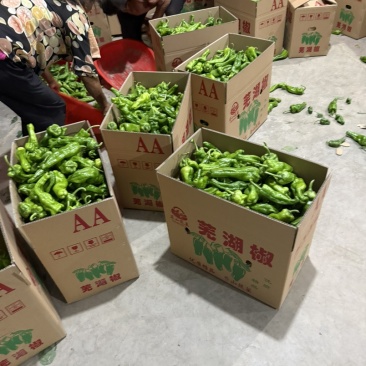 安徽亳州薄皮辣椒产地直供
