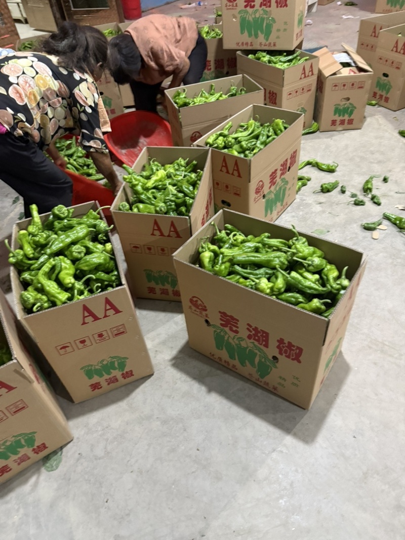 安徽亳州薄皮辣椒产地直供