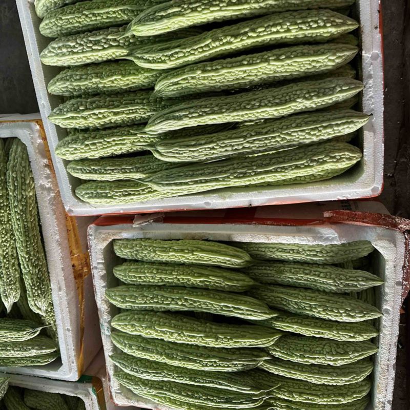 精品青苦瓜量大价格实惠哈