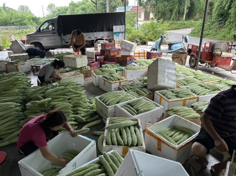 精品青苦瓜量大价格实惠哈