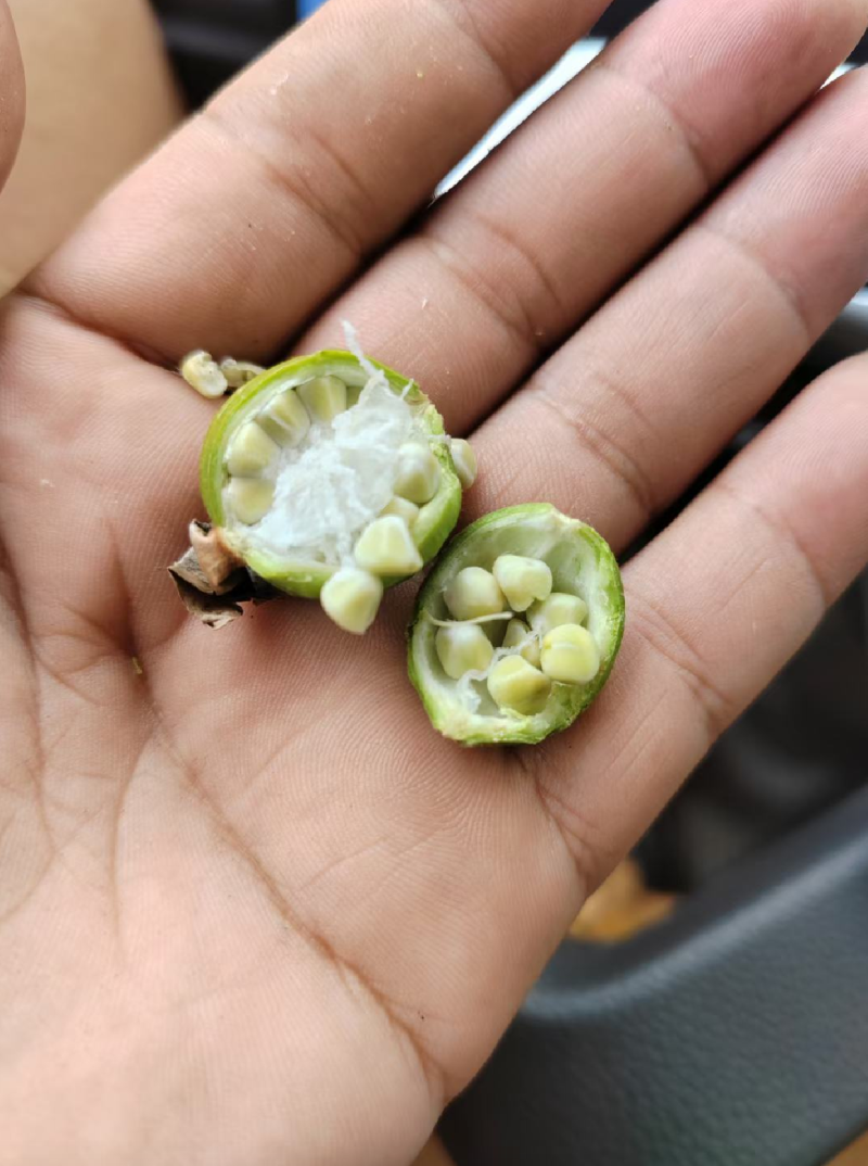 屏山砂仁大量有货，产地直供一手货源，需要老板联系