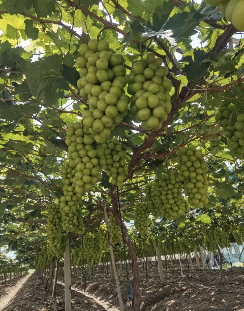 阳光玫瑰，产地陕西，产地直发，保质保量，量大可议价