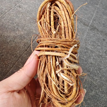 五指毛桃