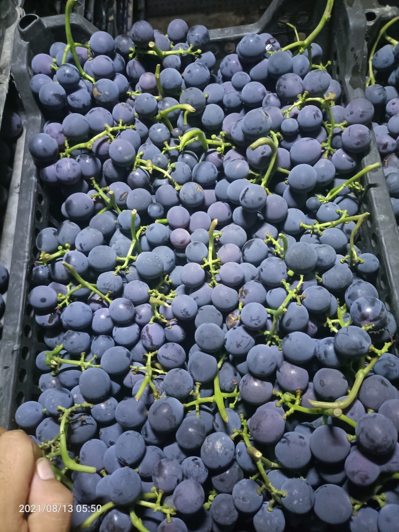 软枝巨峰葡萄