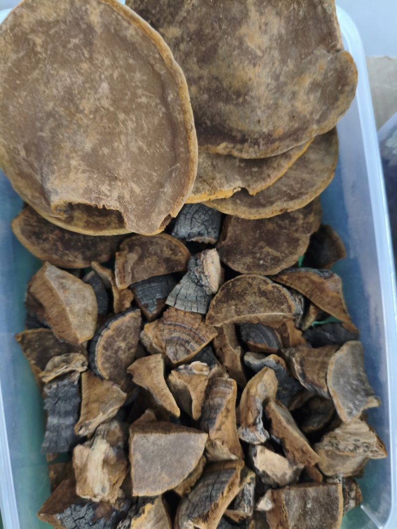 桑黄