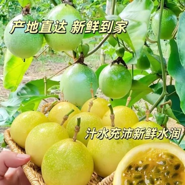 广西钦蜜9号百香果新鲜当季水果香甜多汁产地直发