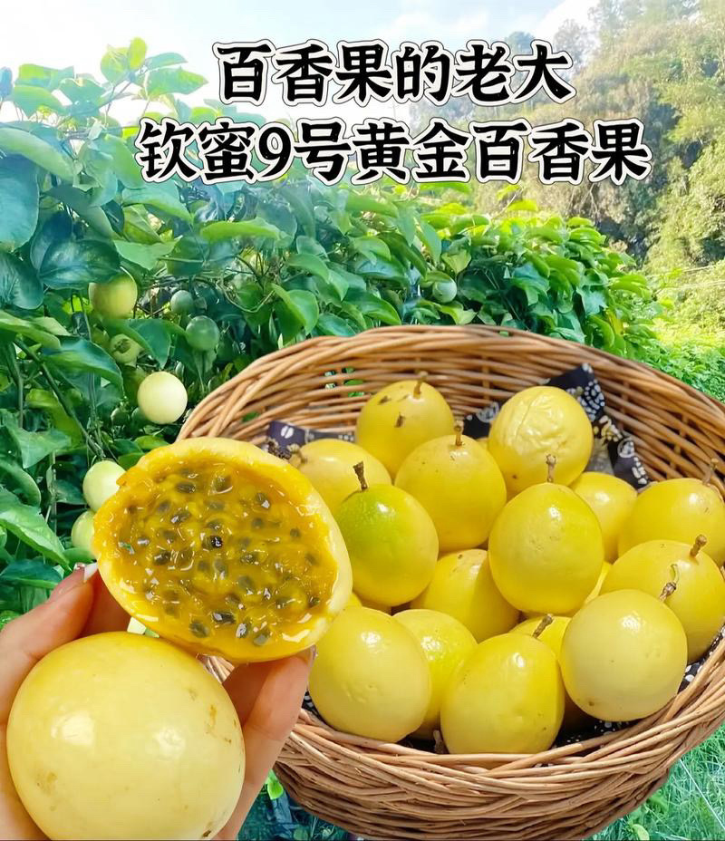 广西钦蜜9号百香果新鲜当季水果香甜多汁产地直发