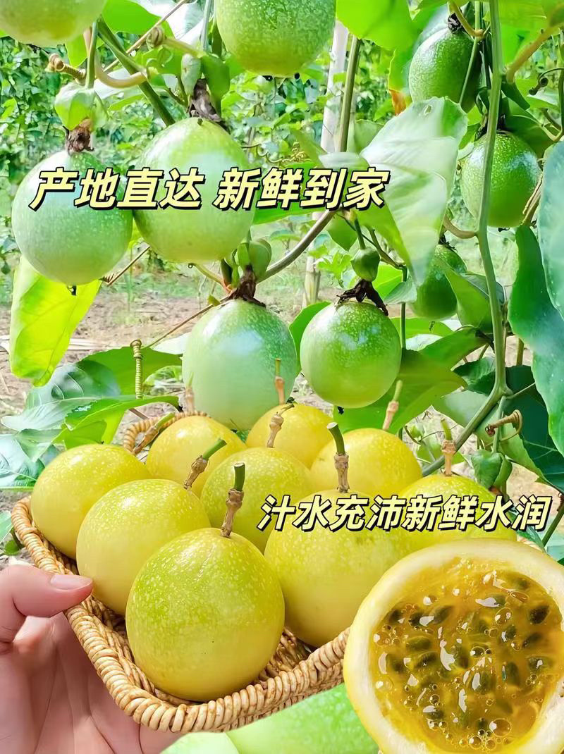 广西钦蜜9号百香果新鲜当季水果香甜多汁产地直发