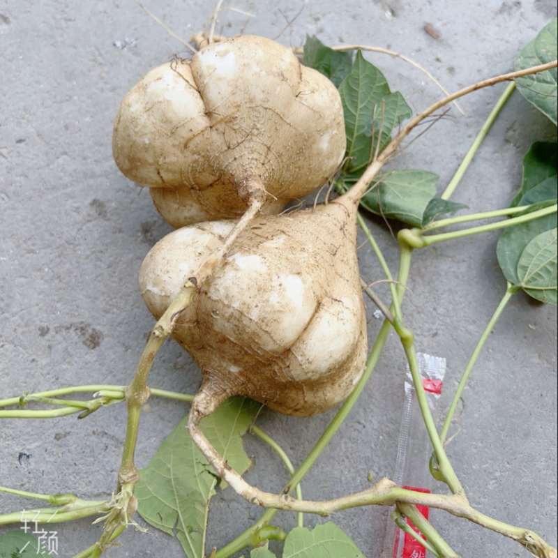 豆薯，凉薯大量供应武汉黄石襄阳荆州市宜昌十堰等地