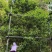 2025年滑竹梁子生茶古树