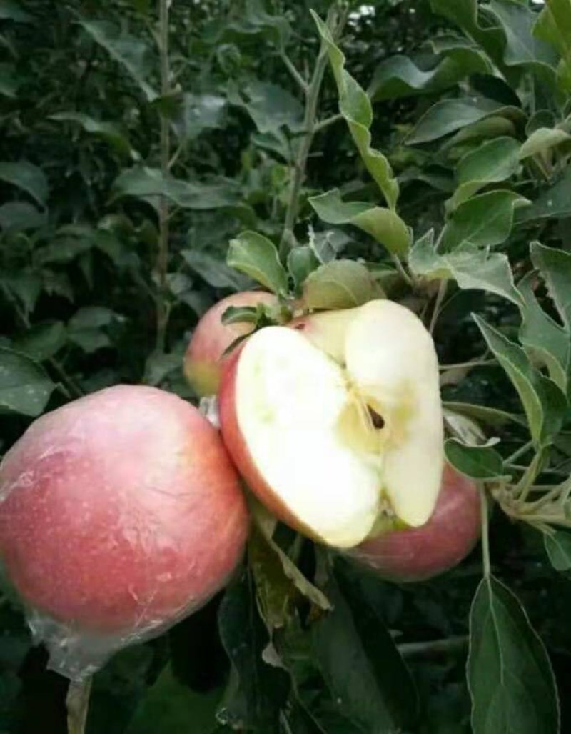 红露冰糖心苹果，产地大量批发，口感脆甜，价格便宜