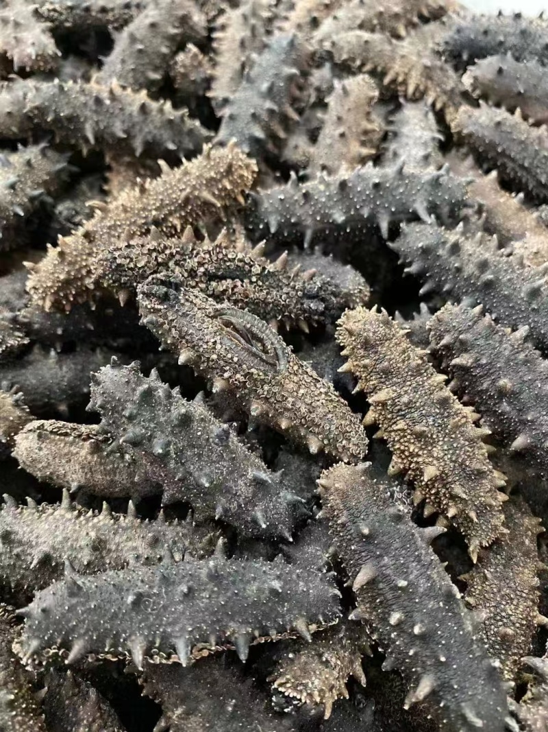 淡干海参