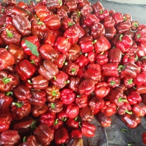 甜椒，彩椒，泡椒，