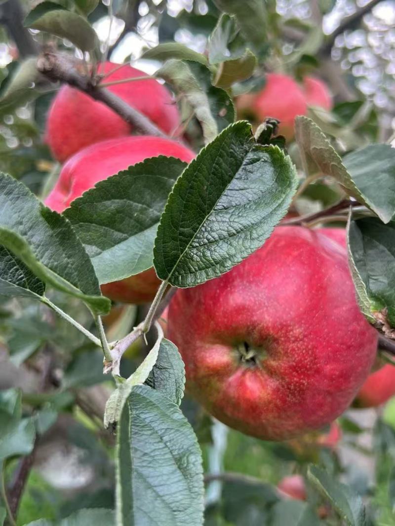 苹果新鲜苹果大量上市，欢迎各地老板来采购