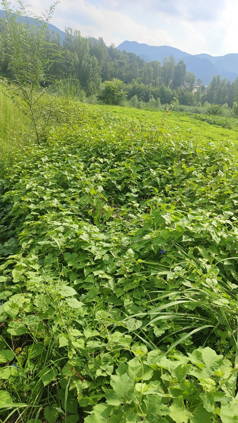 金荞麦