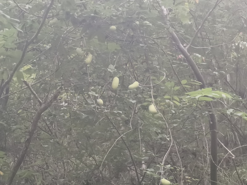 八月瓜大山深处野生资源，数量有限有需要的提前预定，谢谢！