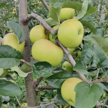 土岐《水蜜桃苹果》
