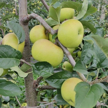 土岐《水蜜桃苹果》