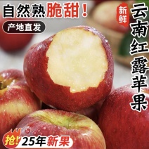 云南昭通红露苹果，新鲜当季，产地直达，量大从优！