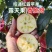 云南昭通红露苹果，新鲜当季，产地直达，量大从优！