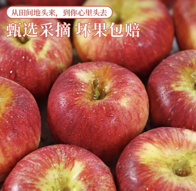 云南昭通红露苹果，新鲜当季，产地直达，量大从优！