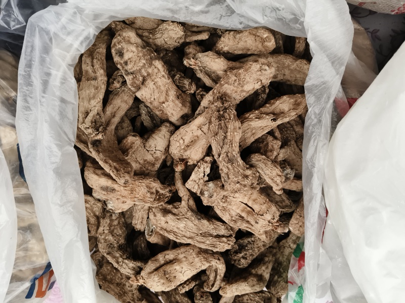 高山人工种植乌天麻，段木棒子菌丝栽培技术，自然凉晒无污染