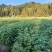 枫香杯苗江西基地直供规格齐全品质好价格低