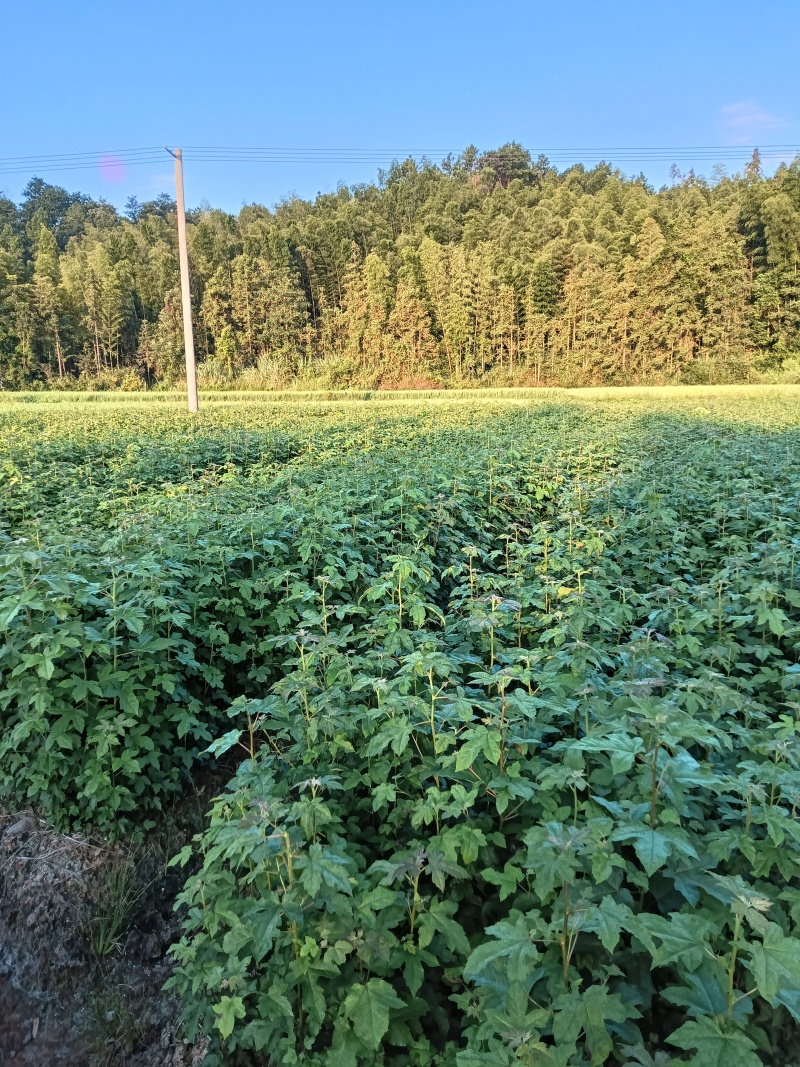 枫香杯苗江西基地直供规格齐全品质好价格低