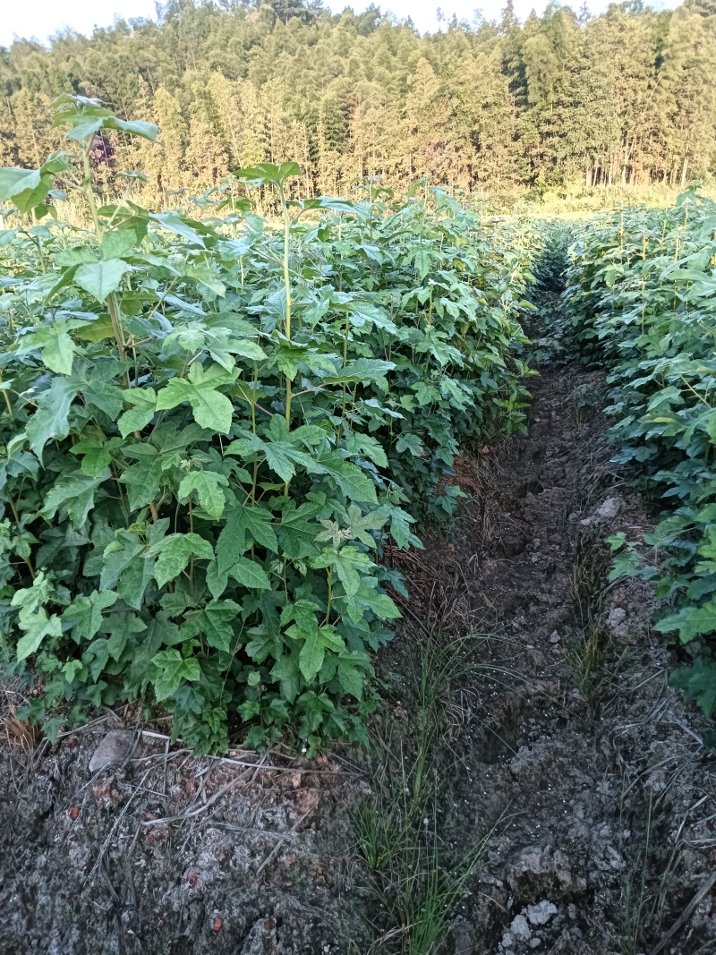 枫香杯苗江西基地直供规格齐全品质好价格低