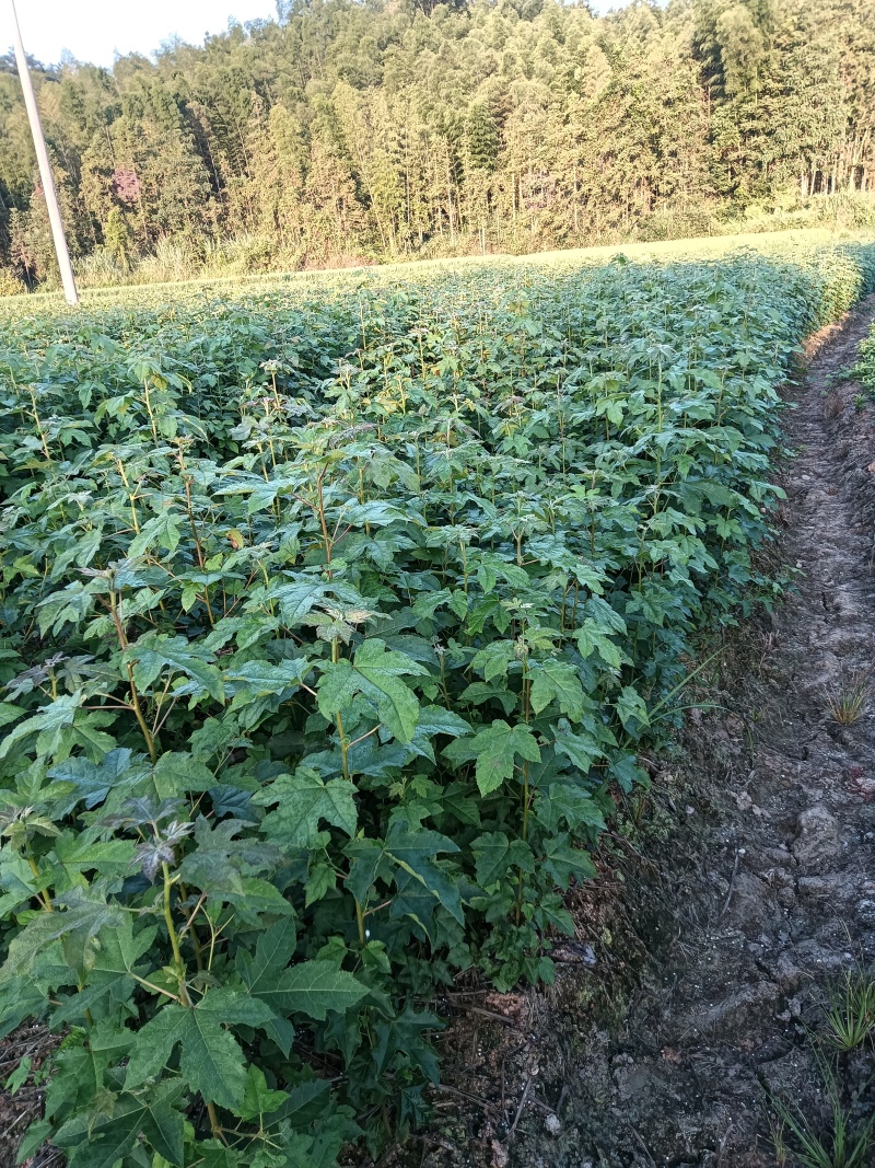 枫香杯苗江西基地直供规格齐全品质好价格低
