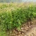 木荷杯苗基地直供规格齐全品质好价格低欢迎来电