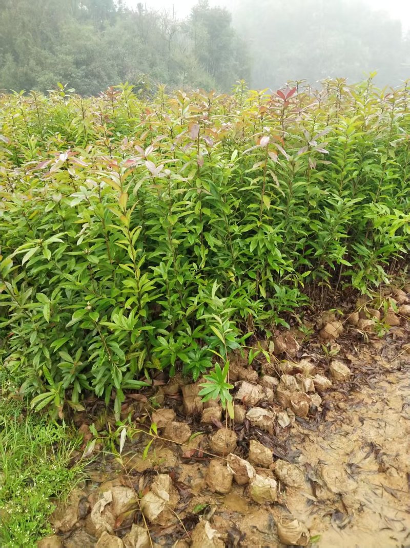 木荷杯苗基地直供规格齐全品质好价格低欢迎来电