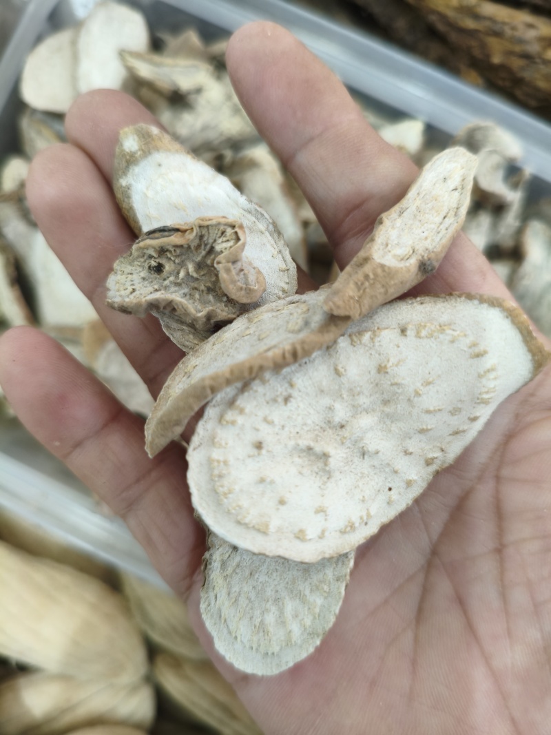 青阳参