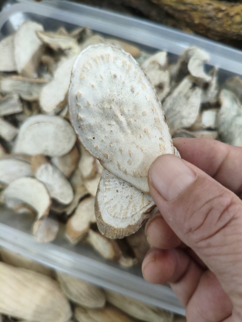 青阳参