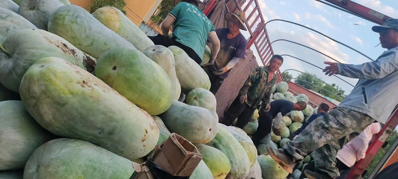 冬瓜河北白皮冬瓜大量上市，量大价格从优，欢迎来电咨询
