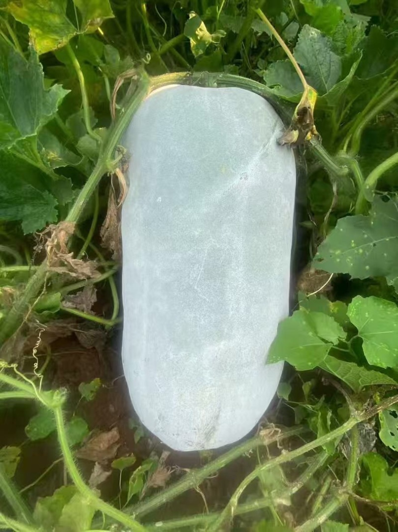 冬瓜河北白皮冬瓜大量上市，量大价格从优，欢迎来电咨询