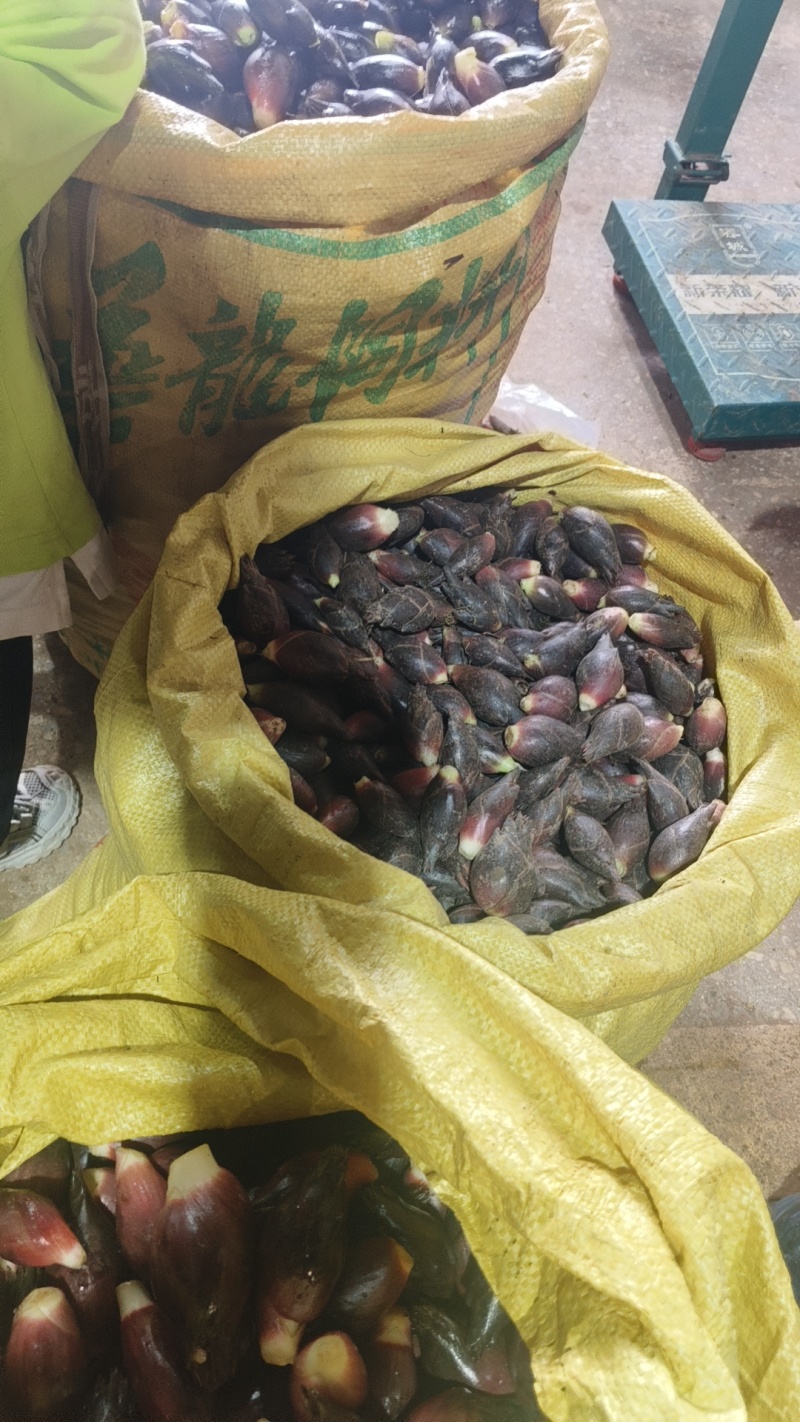 洋荷