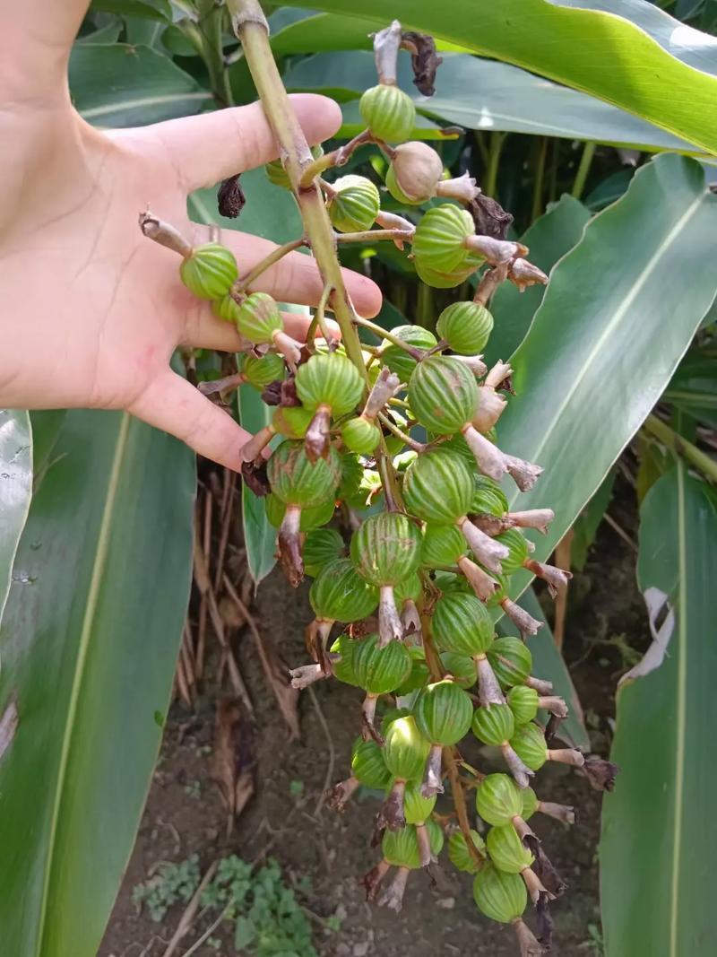 屏山砂仁大量有货，产地直供一手货源，需要老板联系