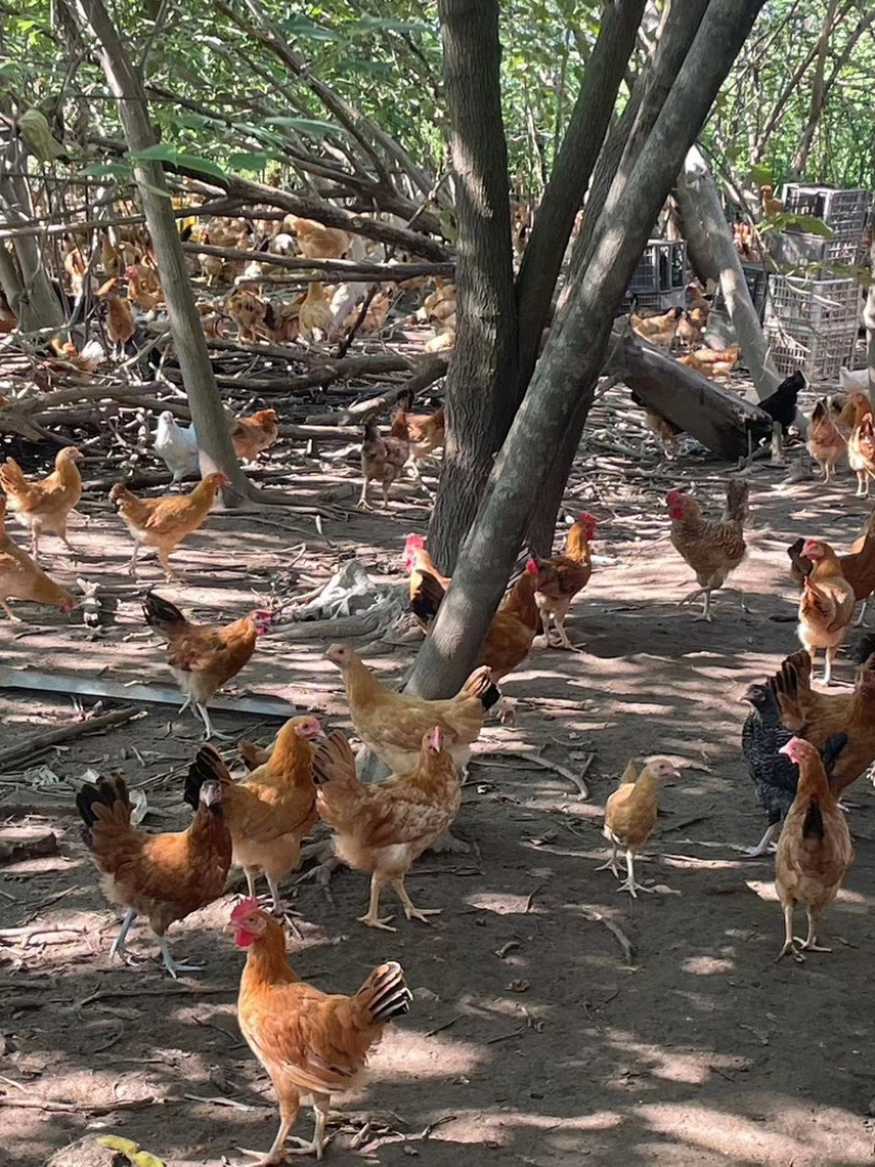 土鸡苗一斤半一斤都有可现场看货300