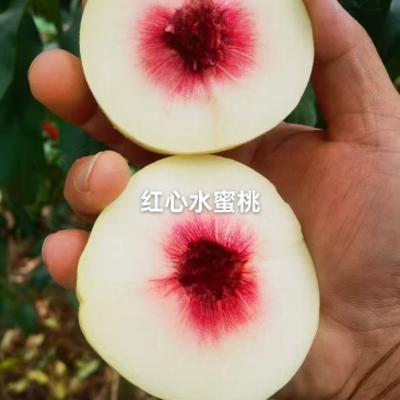 水蜜桃已上市，个头大，果面干净，甜度商