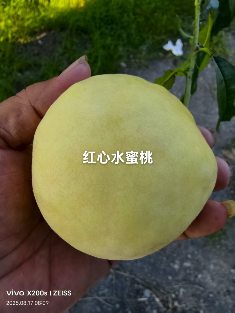 水蜜桃已上市，个头大，果面干净，甜度商