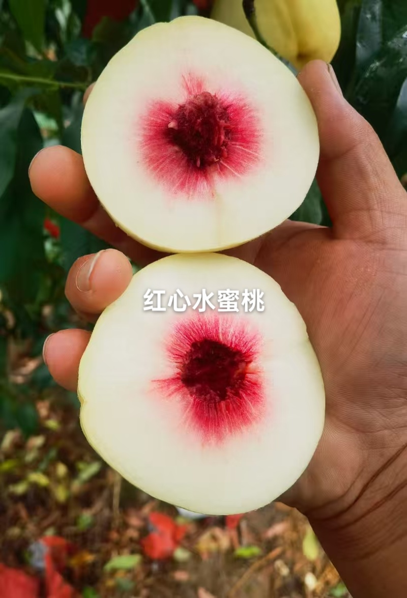 水蜜桃已上市，个头大，果面干净，甜度商