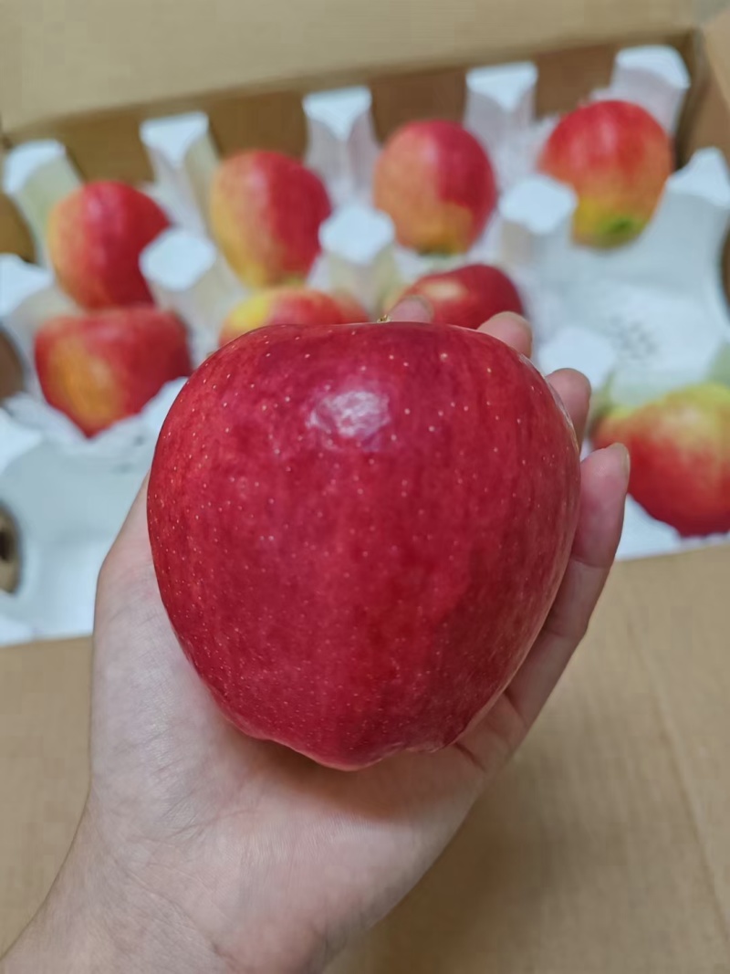 昭通苹果，一件代发，集采